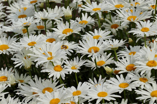 室內大花盆栽(室內大花盆栽有哪些)