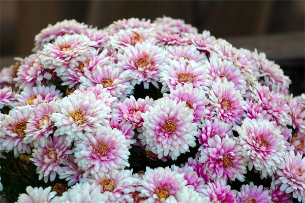 室內大植物有哪些好養(室內大植物有哪些好養的植物)