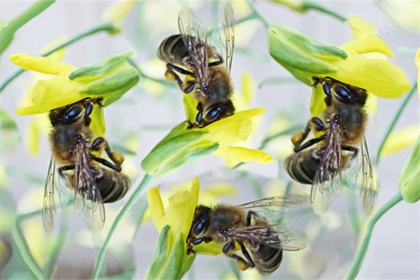 朋友搬家可以送鮮花嗎(朋友搬家送一束鮮花可以嗎)