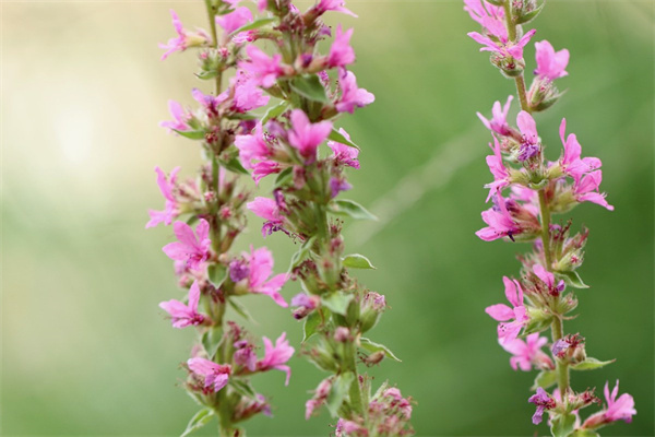 香水百合花是什么樣的(香水百合的花色有哪些)