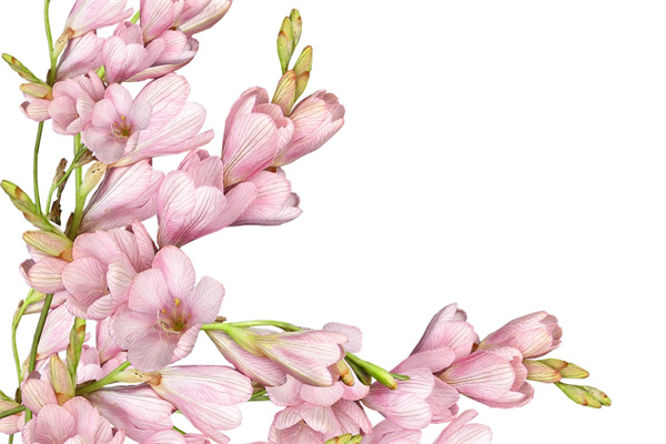 八月都有什么花(八月都有什么花開花)