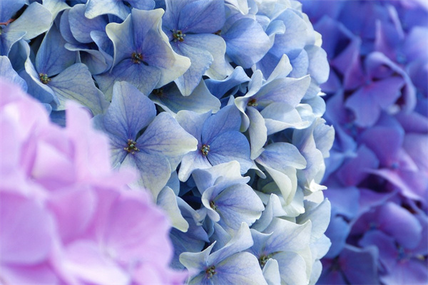 辦公室花卉盆栽(辦公室大盆花卉)