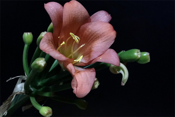 盆栽鮮花的市場(花卉盆栽市場)