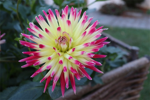 牡丹葉子蔫了怎么補救