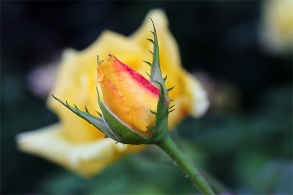 適合室內的開花植物(適合室內種的開花植物)