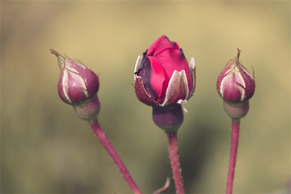 春天的花都有什么花開放(春天的花都有什么花開放呢)