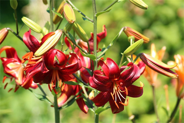 常見的紅色花卉有哪些(常見的紅色花卉有哪些種類)