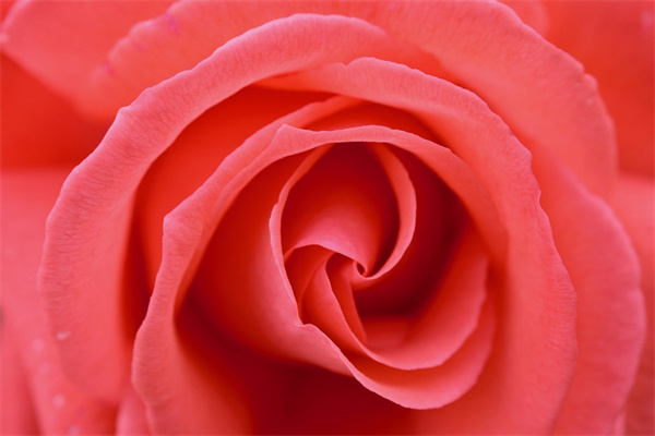 花語大全各種花的花語英文(花語大全各種花的花語英文翻譯)