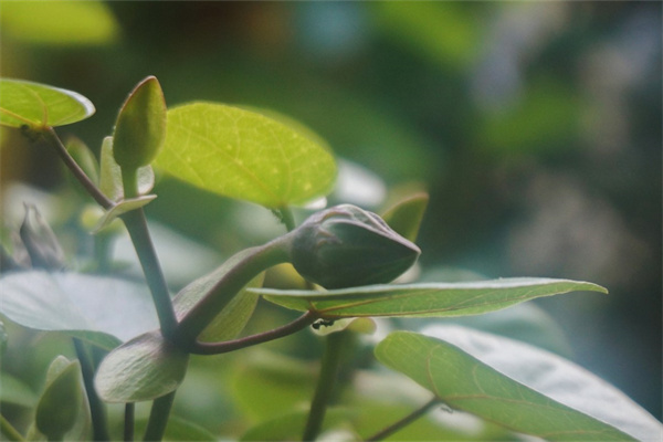 好看花朵(好看花朵畫法)