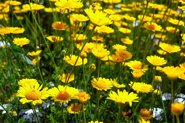 西方蓮花是什么花(西方蓮花圖片大全大圖)