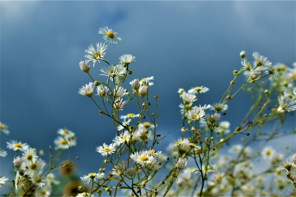 鮮花小鎮(zhèn)app(鮮花小鎮(zhèn)app騙局)