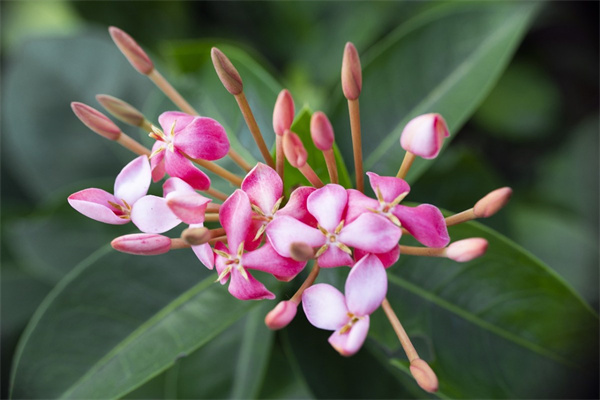 長(zhǎng)沙紅星花卉市場(chǎng)(長(zhǎng)沙紅星花卉市場(chǎng),現(xiàn)在營(yíng)業(yè)嗎?)