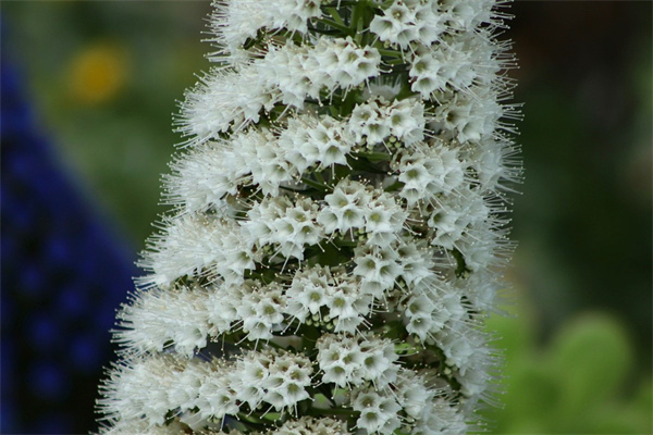 玫瑰花藍色妖姬(玫瑰花藍色妖姬代表什么意思)