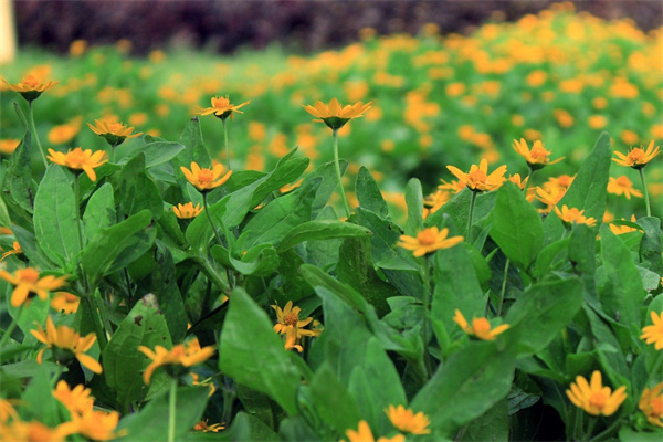 什么花也要睡眠(什么花需要睡眠請寫出兩種來)