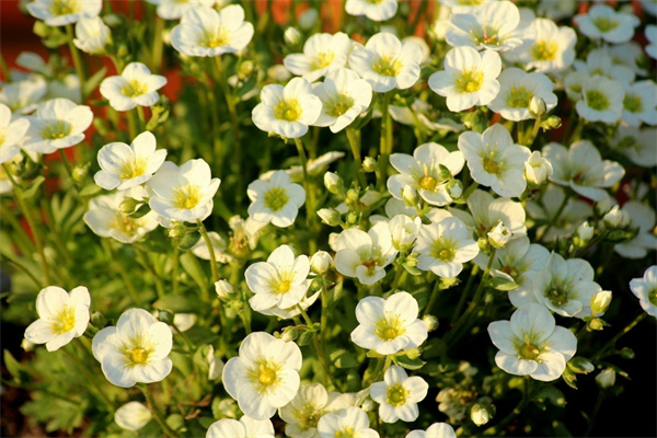 茶幾放什么盆栽好(茶幾上放什么盆景好)