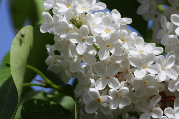 沙漠的花(沙漠的花冠漫畫)
