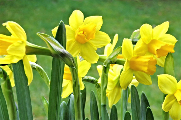 折紙玫瑰戒指(折紙玫瑰戒指怎么做)