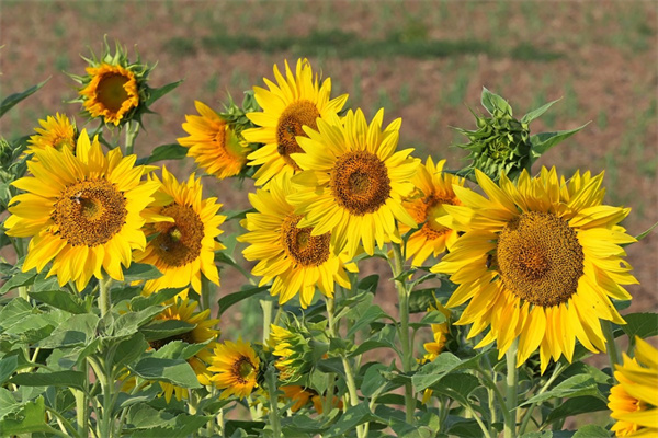 發財樹開花的幾率多少(發財樹開花結果代表什么好兆頭)