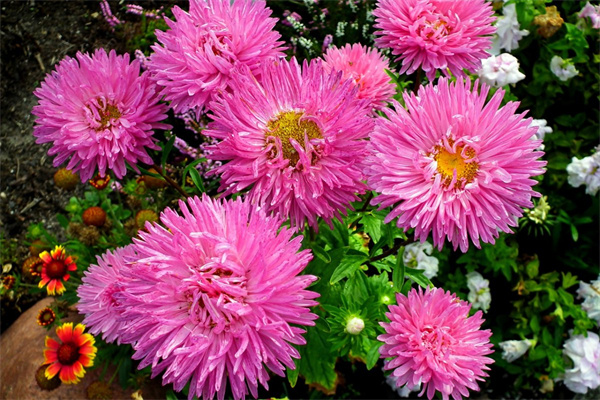 哪些花在春天開放(哪些花在春天開放是紫色的)