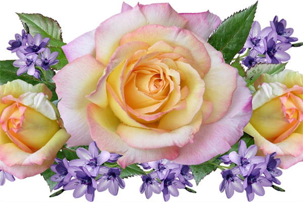 茉莉花都有什么顏色的花(茉莉花都有什么顏色的花圖片)