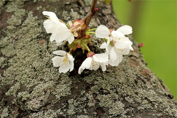 大花蕙蘭的寓意象征(簡述大花蕙蘭的花語)
