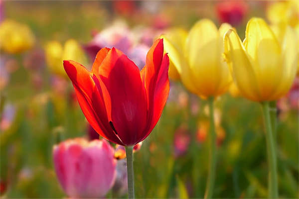 絲瓜疏雄去須的好處是什么 絲瓜如何疏雄去須