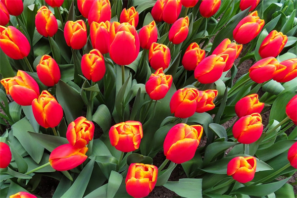 我來編童話小公主和玫瑰花(我來編童話小公主和玫瑰花作文)