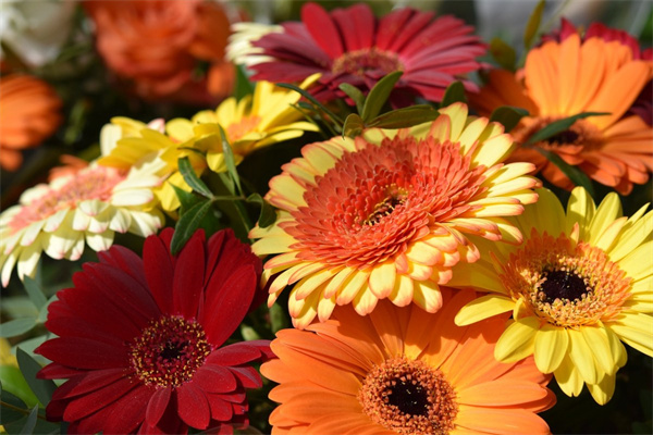 法蘭西玫瑰是誰(法蘭西玫瑰和普通玫瑰的區(qū)別)