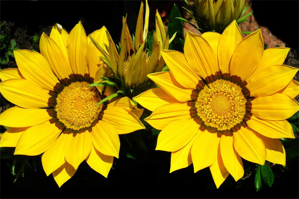 四季茶花怎么養（山茶花養護的正確方法）