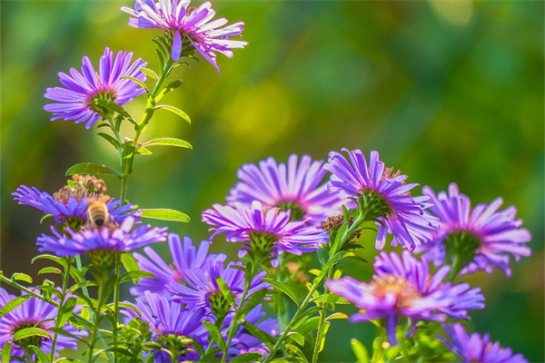 室外花卉是對什么進行的花卉裝飾(室外花卉裝飾主要用花形式有)