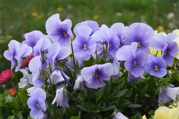 花束般的戀愛magnet(花束般的戀愛女主到底出軌了嗎)