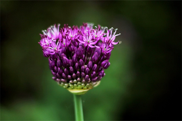 表白什么花(表白送什么花合適)