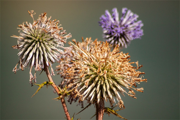 九月什么花開放(九月什么花開放最旺)