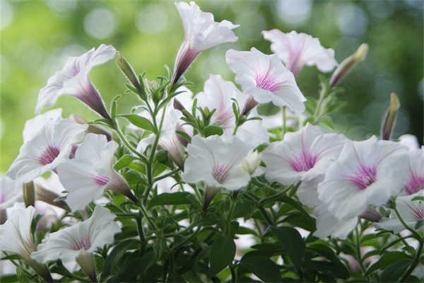 花卉是花的什么部位(花是什么器官?它由哪些部分組成)