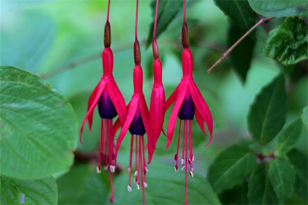 寫出春天開放的花(寫出春天開放的花兒名稱)