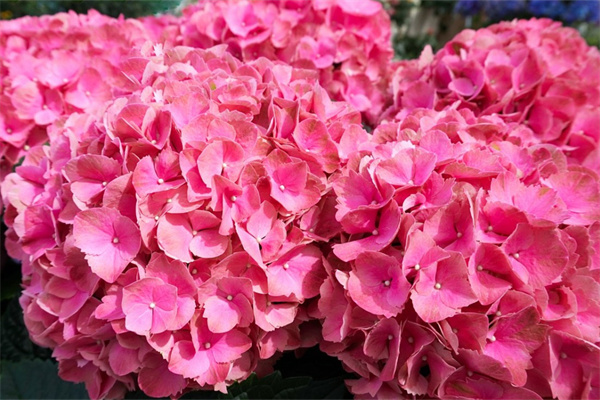 代表生日祝福的花(代表生日祝福的花束圖片)