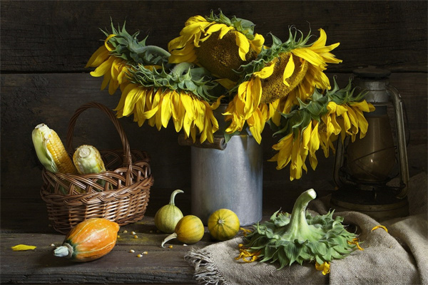 紋玫瑰花的寓意(紋玫瑰花的寓意和花語)