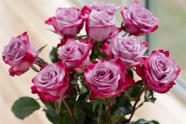 給花卉施肥(給花卉施肥必須在花卉表現出缺肥癥狀后進行)