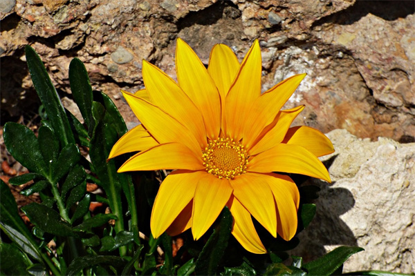 怎樣用超輕粘土做玫瑰花(怎么用超輕粘土做一朵玫瑰花)