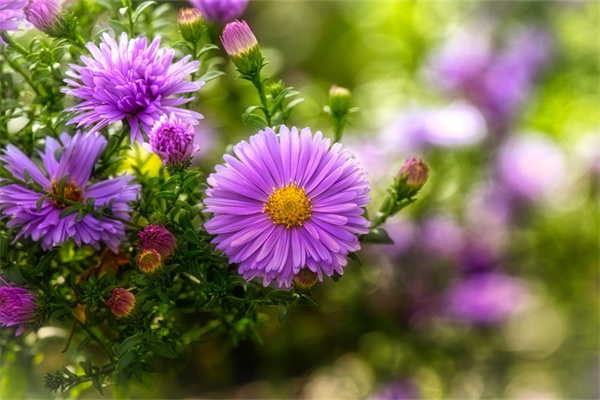 寓意平安健康幸福的花(寓意平安健康幸福的花語)