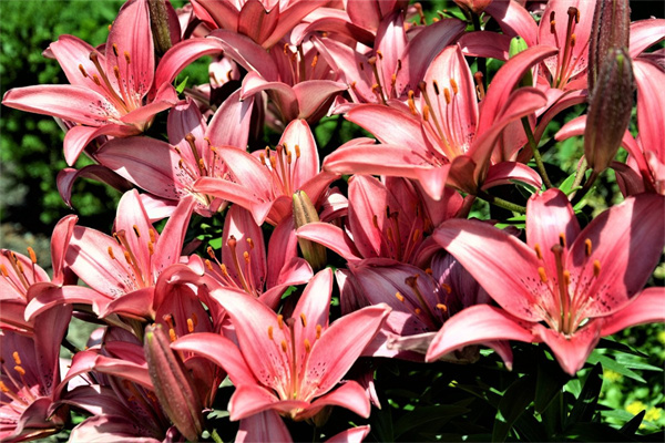 贊美秋天鮮花盛開的句子(贊美秋天花開的漂亮的句子)