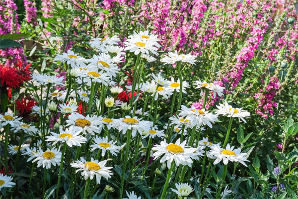 小愛同學給女孩子送花送什么花(小愛同學給女孩子送花送什么花好)