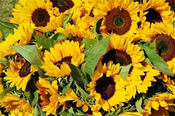 春季的花(春季的花園里)