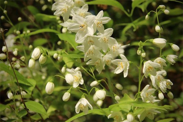 一朵玫瑰花語(一朵玫瑰花語是什么)