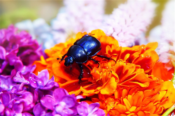 各式各樣的花朵(各式各樣的花朵英語)