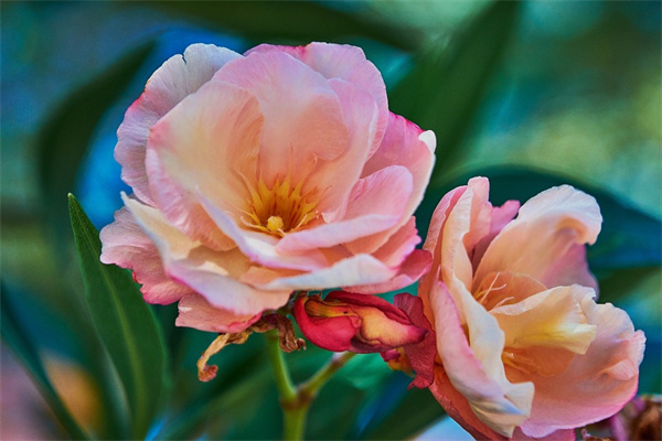 最好養(yǎng)的室內(nèi)盆栽花卉(最好養(yǎng)的室內(nèi)盆栽花卉有哪些2023年)