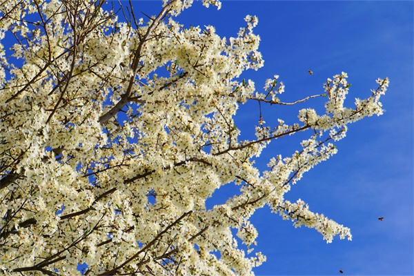 十一月份開的花有哪些(十一月份開的花有哪些花)
