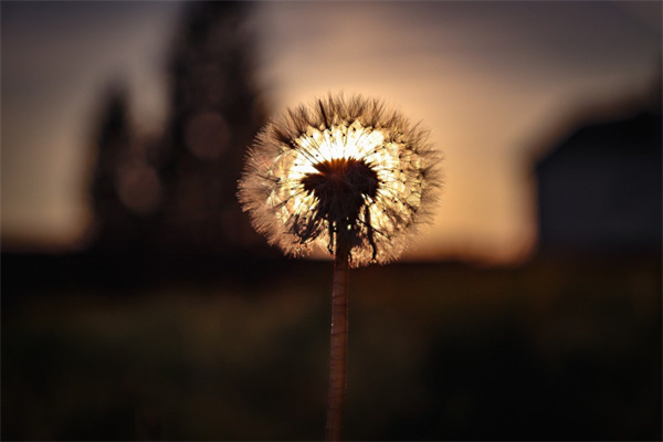 紅棗泡玫瑰花的功效(紅棗泡玫瑰花的功效和禁忌)