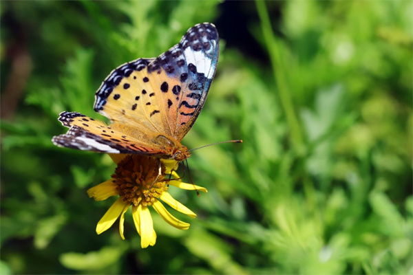 開在心里的花作文(開在心里的花作文800字作文)