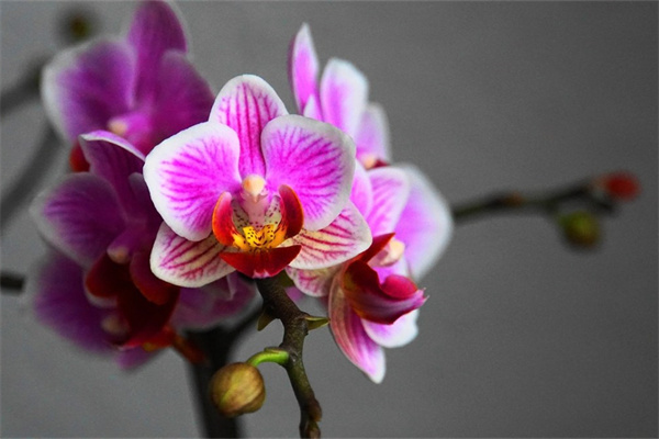 斗南花卉電子交易中心(斗南花卉電子交易中心官網(wǎng))